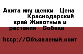 Акита ину щенки › Цена ­ 30 000 - Краснодарский край Животные и растения » Собаки   